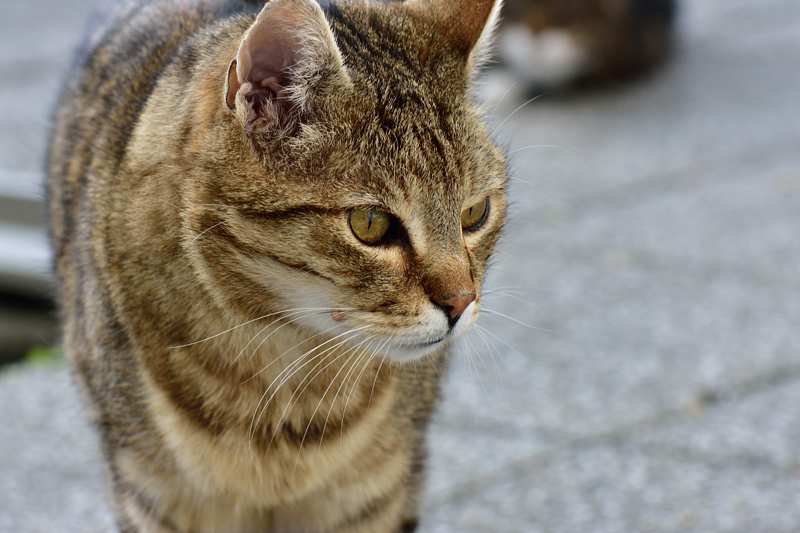 Braun-getigerter Kater mit Warze vermisst